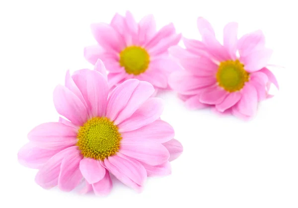 Hermosas flores de crisantemo aisladas en blanco —  Fotos de Stock