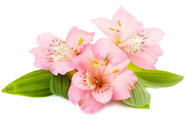 Flores de Alstroemeria isoladas em branco — Fotografia de Stock