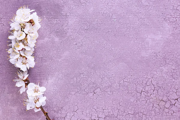 Beautiful apricot blossom on old wooden background — Stock Photo, Image