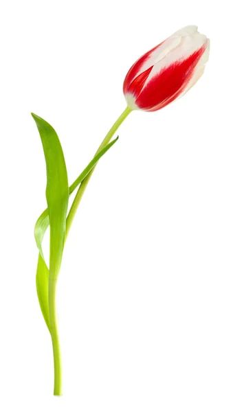 Linda tulipa isolada no branco — Fotografia de Stock