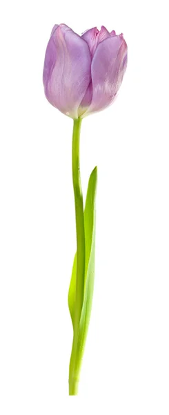 Schöne Tulpe isoliert auf weiß — Stockfoto
