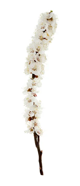 Virágzó bud elszigetelt fehér — Stock Fotó
