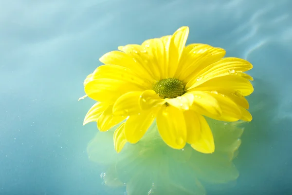 Floating chrysanthemum flower close up — Stock Photo, Image