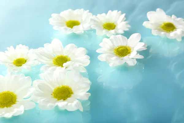 Flor de crisantemo flotante de cerca — Foto de Stock