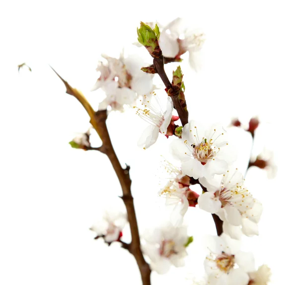 Hermosas flores aisladas en blanco —  Fotos de Stock