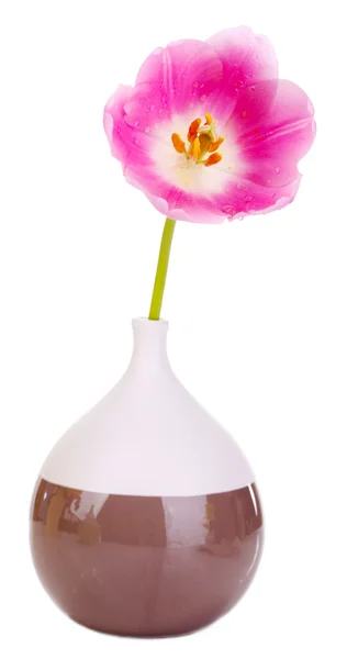 Beautiful tulip in vase isolated on white Stock Photo