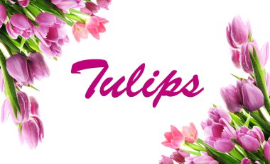güzel Lale beyaz izole kolaj