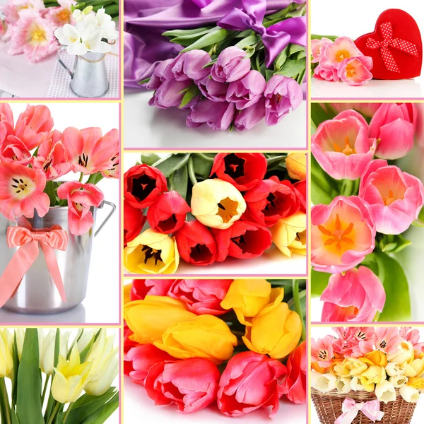 Collage di bellissimi tulipani da vicino — Foto Stock