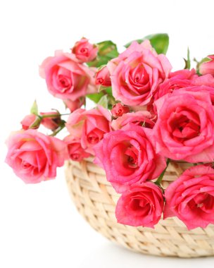 güzel küçük pembe Gül, beyaz izole