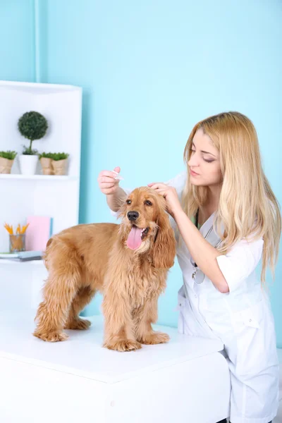 Schöne junge Tierärztin mit Hund in Klinik — Stockfoto