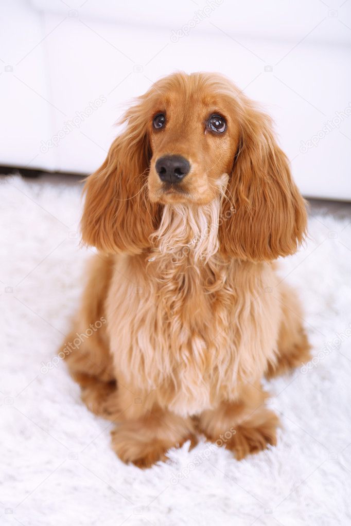 Beautiful cocker spaniel in room