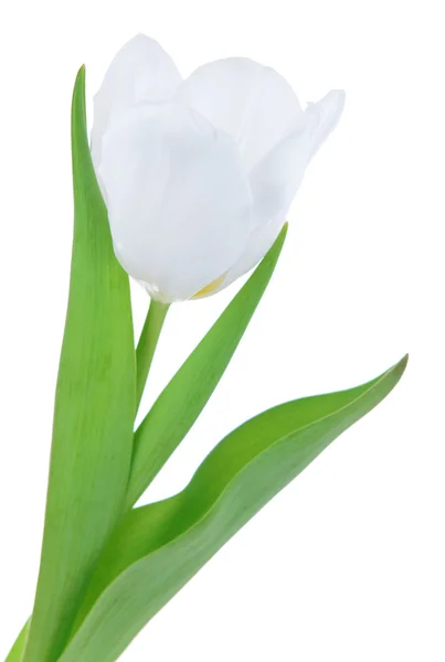 Linda tulipa branca isolada no branco — Fotografia de Stock