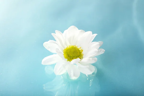 Floating chrysanthemum flower close up — Stock Photo, Image