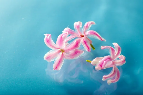 Flor flotante de cerca — Foto de Stock