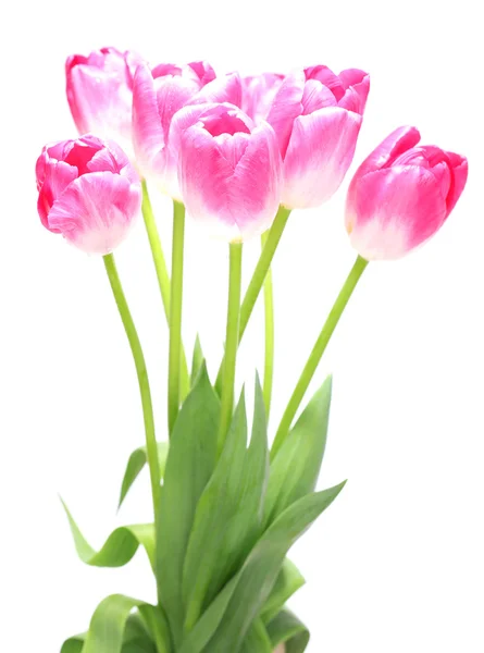 Beautiful tulips isolated on white — Stock Photo, Image