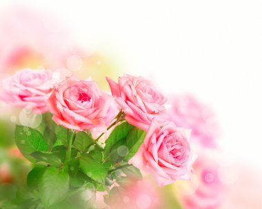 parlak zemin üzerine pembe güller