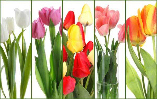 Collage aus schönen Tulpen aus nächster Nähe — Stockfoto