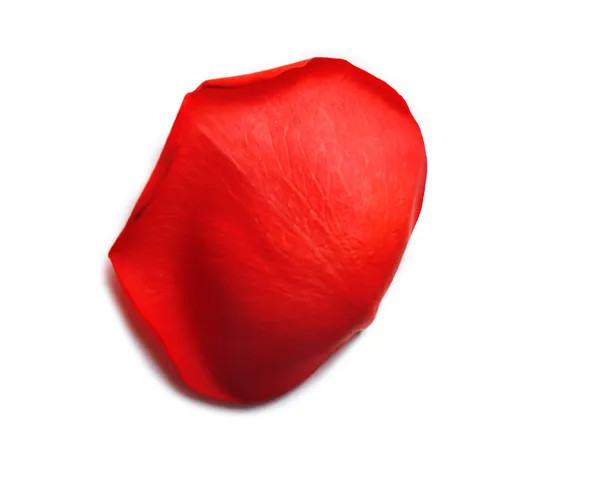 Pétala de rosa vermelha bonita, isolada em branco — Fotografia de Stock