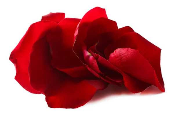 Indah kelopak mawar merah, terisolasi pada putih — Stok Foto