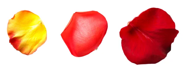 Красивые красные лепестки роз, изолированные на белом — стоковое фото