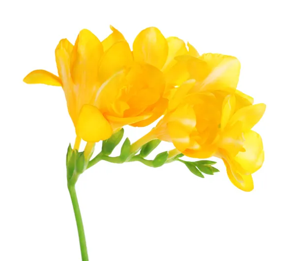 Hermosas flores de freesia, aisladas en blanco — Foto de Stock