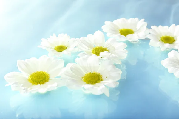 Плаваюча квітка хризантеми крупним планом — стокове фото