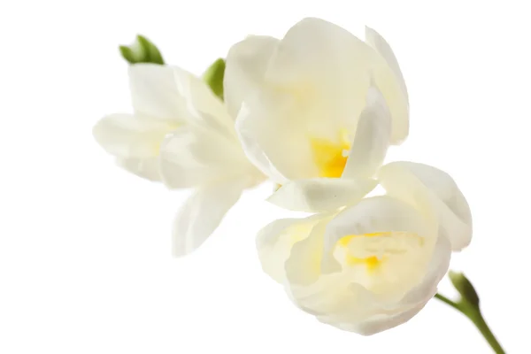 Belles fleurs freesia, isolées sur blanc — Photo