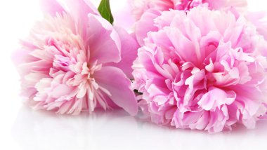 pembe peonies çiçekleri beyaz izole