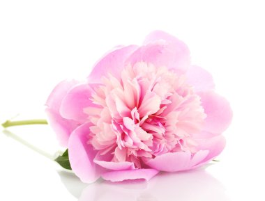 Pembe şakayık beyaz üzerine izole