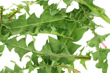 karahindiba yaprakları üzerinde beyaz izole