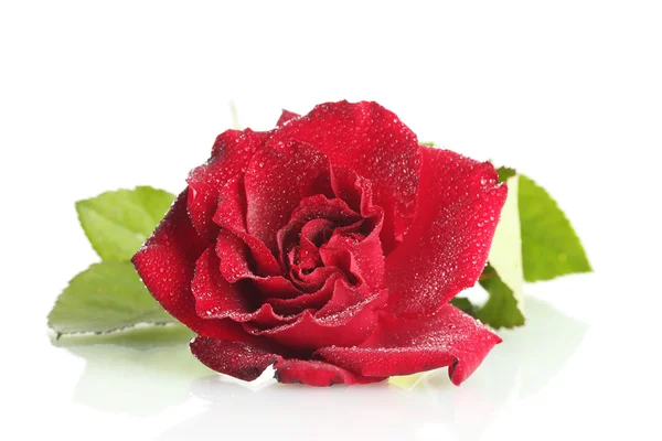 Beautiful red rose with drops isolated on white — Stock Photo, Image