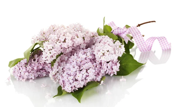 Gyönyörű lila virágokkal elszigetelt fehér — Stock Fotó