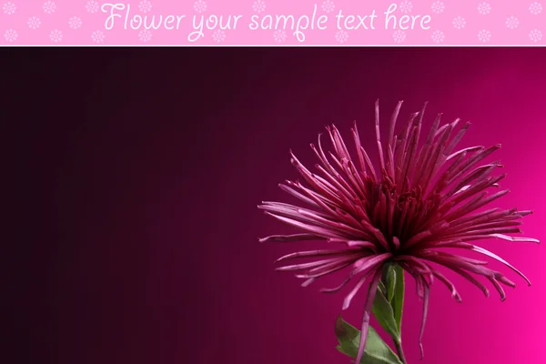 Dahlia fiore su sfondo di colore scuro — Foto Stock