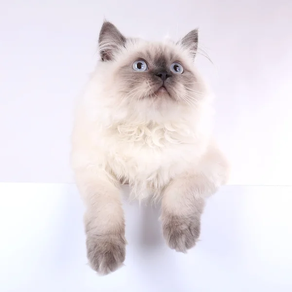 Güzel kedi bembeyaz — Stok fotoğraf