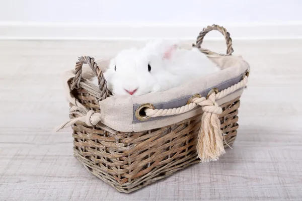 White cute rabbit in basket, close up — Stock Photo, Image