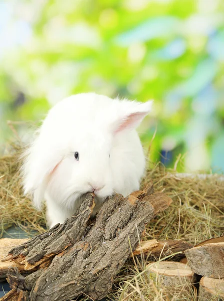 Vit söt kanin på hö, på natur bakgrund — Stockfoto