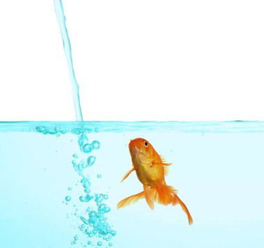 temiz su üzerinde beyaz izole Goldfish