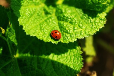 açık havada çiy ile bahar yaprak üzerinde güzel uğur böceği