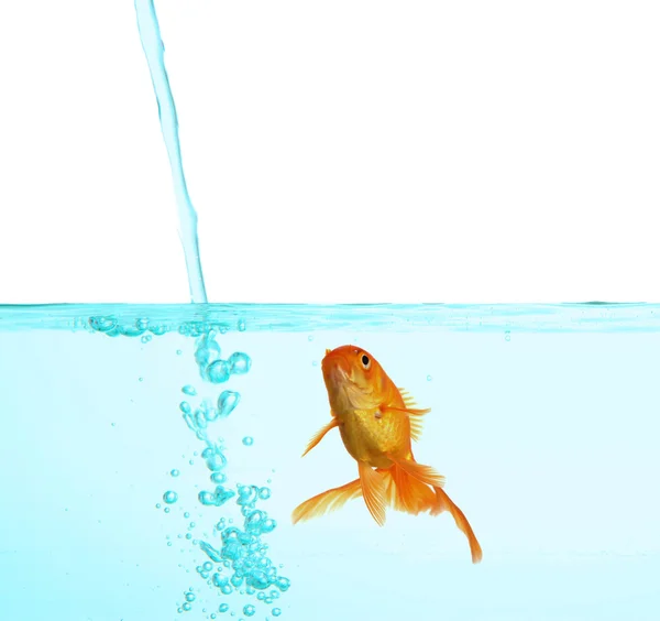 Peixe-dourado em água límpida isolado em branco — Fotografia de Stock