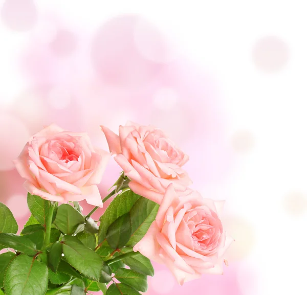 Розовые розы на ярком фоне — стоковое фото