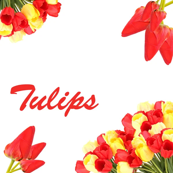 Beautiful tulips isolated on white — Stock Photo, Image