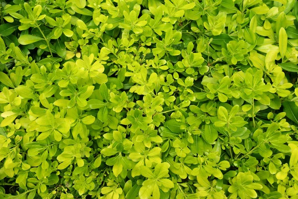 Parque arbusto close-up — Fotografia de Stock