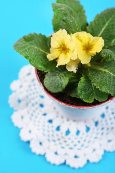 Yellow primrose in pot on color napkin on wooden background — Stock Photo, Image
