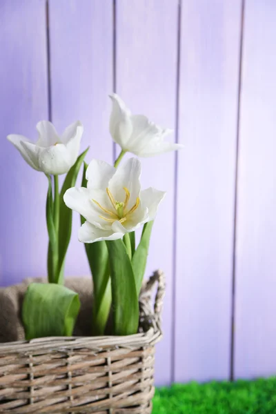 Beautiful tulips in wicker basket, on green grass on color wooden background — Stock Photo, Image