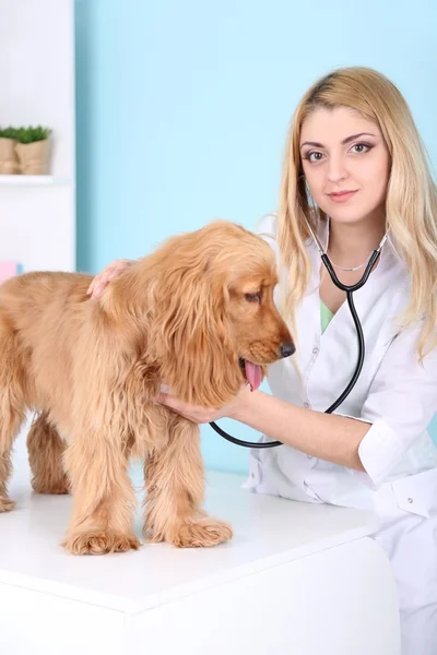 Belle jeune vétérinaire femme examinant chien en clinique — Photo