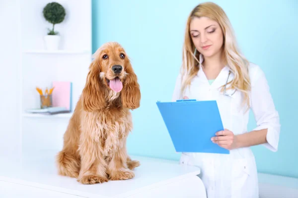 Bela jovem veterinário feminino com cão na clínica — Fotografia de Stock