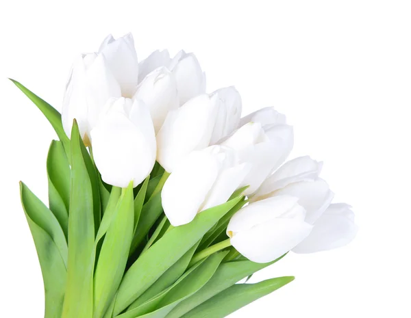 Hermoso ramo de tulipanes blancos aislados en blanco — Foto de Stock