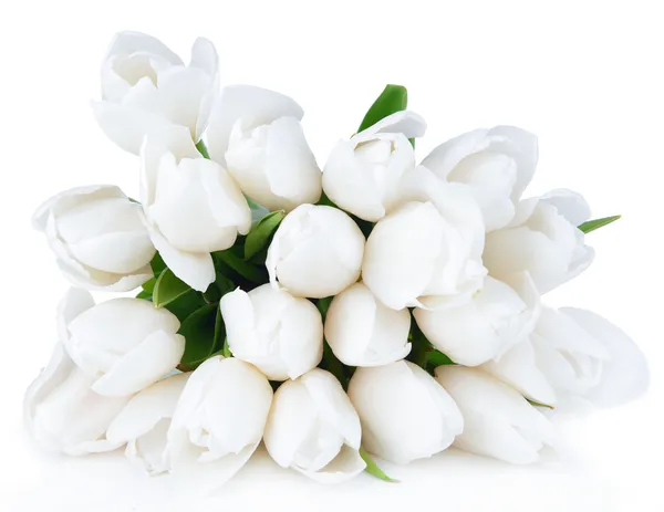 Piękny bukiet białych tulipanów na białym tle — Zdjęcie stockowe