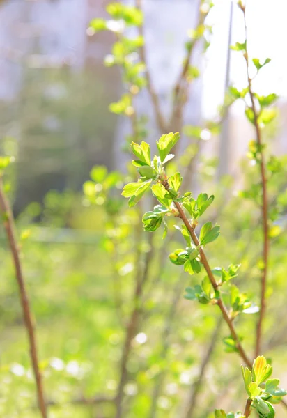 First leaves on twigs in spring — Stock Photo, Image