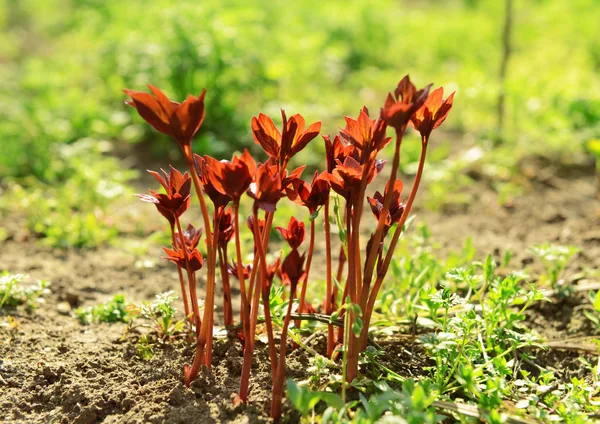 Young growing plant in spring — Stock Photo, Image